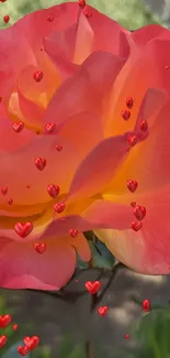 Vibrant coral rose with floating red hearts on a mobile wallpaper.