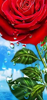 Vibrant red rose with water drops against a blue sky.