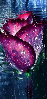 Vibrant rose with water reflections and droplets wallpaper.