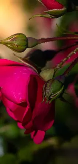 Close-up of a vibrant pink rose bloom with deep green leaves.