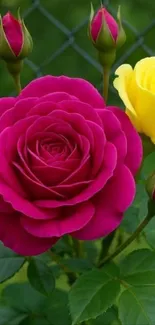 Close-up of pink and yellow roses in bloom.