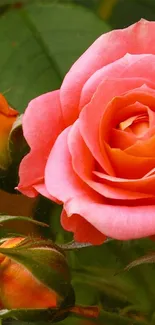 Vibrant coral pink rose surrounded by green leaves.