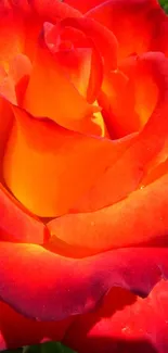 A vibrant red and yellow rose in full bloom, set against a garden backdrop.