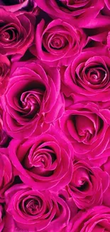 Vivid pink roses create a vibrant mobile wallpaper.