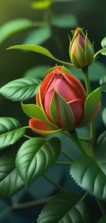 Rosebud amidst lush green leaves wallpaper.