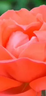 Close-up of a vibrant orange rose, showcasing detailed petals against a blurred backdrop.