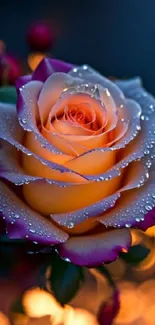 Vibrant rose with dewdrops mobile wallpaper