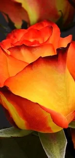 Vibrant fiery rose with orange and yellow hues