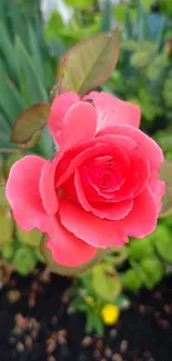 Vibrant red rose with lush green leaves.