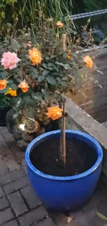 Vibrant orange roses blooming in a blue pot on a garden path.