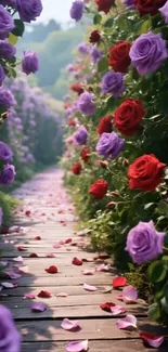 Pathway through blooming red and purple roses in a garden.