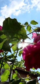 Sunlit pink roses and green leaves against a clear blue sky.