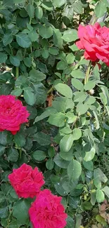 Vibrant red roses in lush green garden.