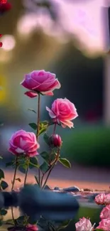 Blooming roses in a serene garden wallpaper