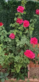 Beautiful pink roses blooming in a lush garden setting.