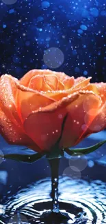 Vibrant orange rose with water droplets in blue background wallpaper.