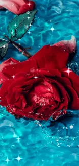 Red rose floating in shimmering turquoise water background.