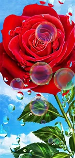 Red rose with water droplets on ocean background wallpaper.