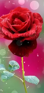 Vibrant red rose with dewdrops on petals.