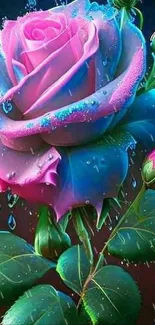 Colorful pink and blue rose wallpaper with water droplets.