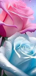 Pink and blue roses with dewdrops mobile wallpaper.