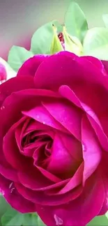 Beautiful magenta rose with lush green leaves in vibrant bloom.