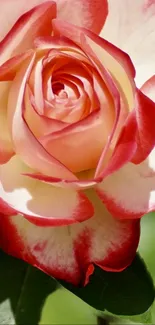 Close-up of a vibrant red and white rose on a mobile wallpaper.