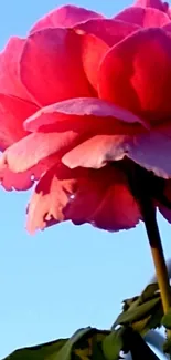 Vibrant pink rose against a sky blue background.