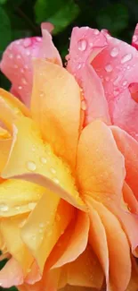 Vibrant peach and pink roses with dewdrops for mobile background.