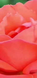 Close-up of a vibrant pink rose in bloom for mobile wallpaper.