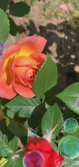 Orange rose with bubbles on leafy background.