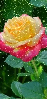 Vibrant pink and yellow rose with green leaves on a phone wallpaper.