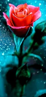 Vibrant red rose with blue sparkling backdrop.