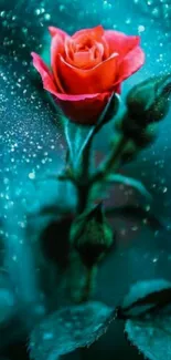 Red rose with droplets on teal background wallpaper.