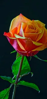 Orange rose with dark background mobile wallpaper.