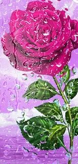 Pink rose with droplets on lilac background.