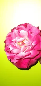 Vibrant pink rose against lime green background for mobile wallpaper.