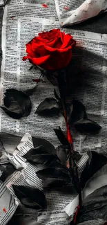 Vibrant red rose on newspaper background.