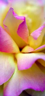 Close-up of pink and yellow rose petals on a mobile wallpaper.