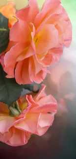 Elegant peach-pink roses with lush green leaves.