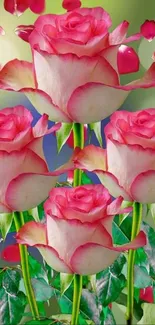 Pink roses with scattering petals on a green background wallpaper.