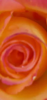 Close-up of vibrant rose petals in pink and orange hues.