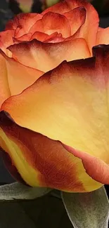 Vibrant orange and yellow rose with textured petals in close-up view.