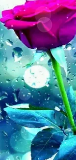 Vibrant pink rose with raindrops on blue background.