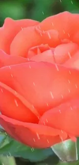 Vibrant coral rose with raindrops on petals, set against green leaves.