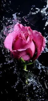 Vibrant pink rose with water splash on a dark background.