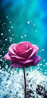 Purple rose with water splash on a blue background.