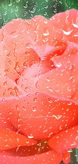 Vibrant rose with raindrops on petals, creating a refreshing look.