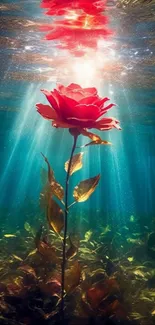 Red rose illuminated underwater with sun rays.