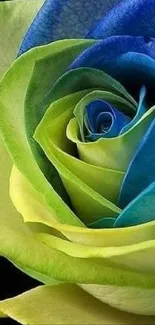 A vibrant blue and green rose mobile wallpaper.